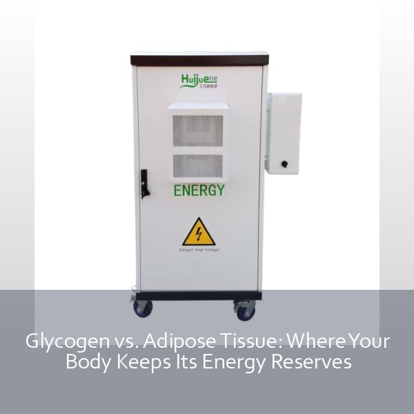 Glycogen vs. Adipose Tissue: Where Your Body Keeps Its Energy Reserves